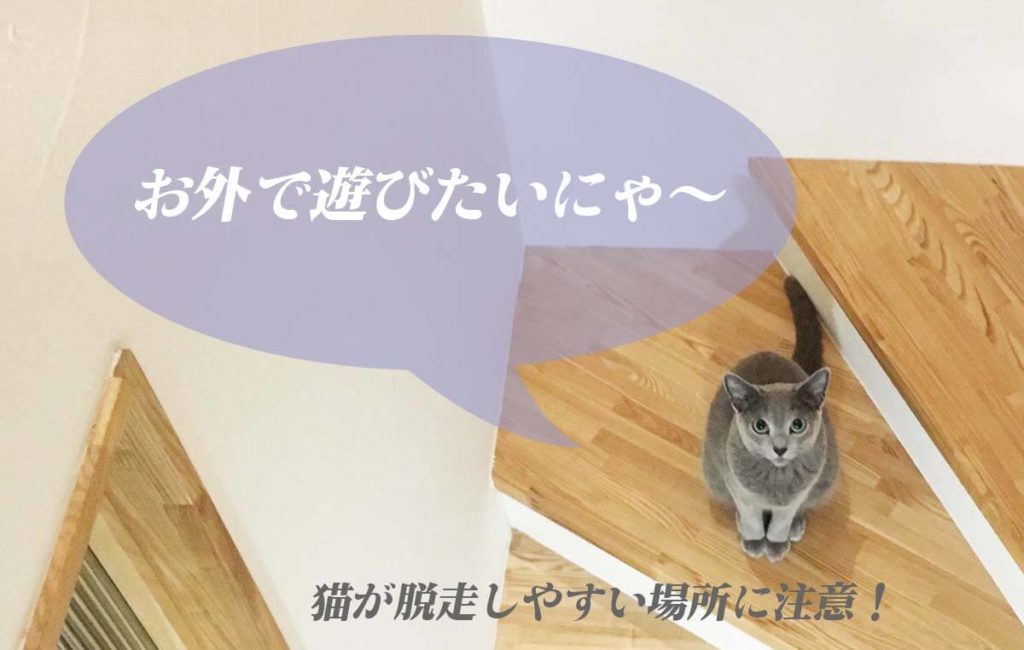 猫の脱走防止策 注文住宅を建てるなら考えたいポイント 海の近くに建てた家